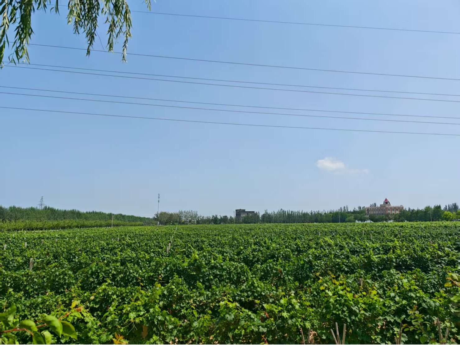 Chateau LanSai Winery