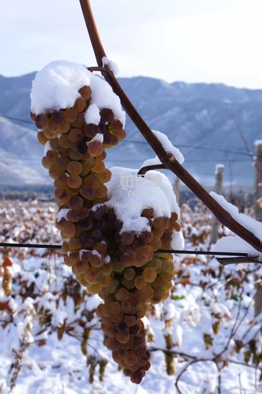 ANW Liquor Official Website